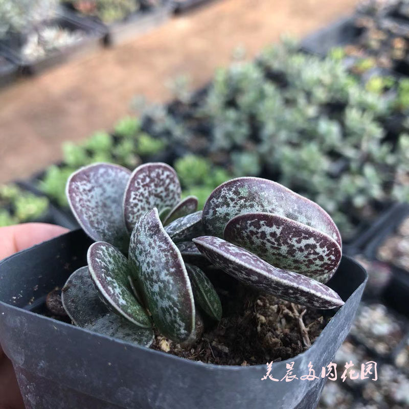 多肉植物圆叶天锦章老桩花卉绿植盆栽创意生活新手套餐阳台可爱萌