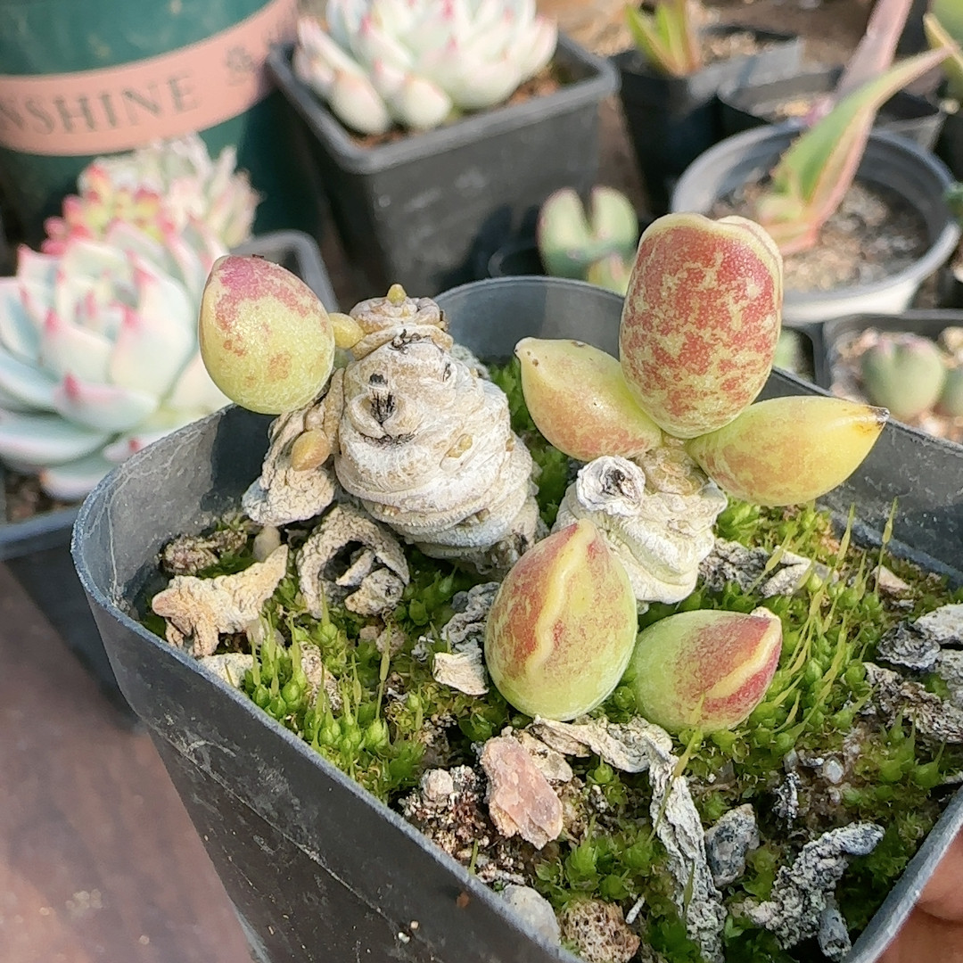 紫库博水泡桩,鲜花速递/花卉仿真/绿植园艺,多肉植物,淘宝优惠券,粉丝福利购,淘宝优惠卷