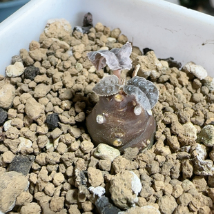 1.6cm索马里白皮流桑3年