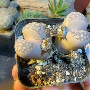 大津汇