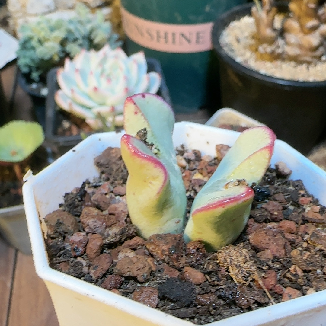 皱叶红小袖大将,鲜花速递/花卉仿真/绿植园艺,多肉植物,淘宝优惠券,粉丝福利购,淘宝优惠卷