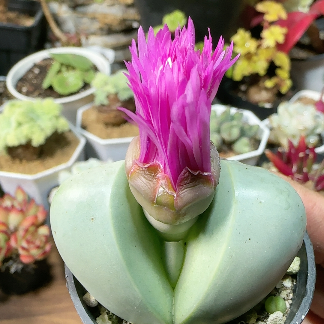 4.5cm紫花大金铃