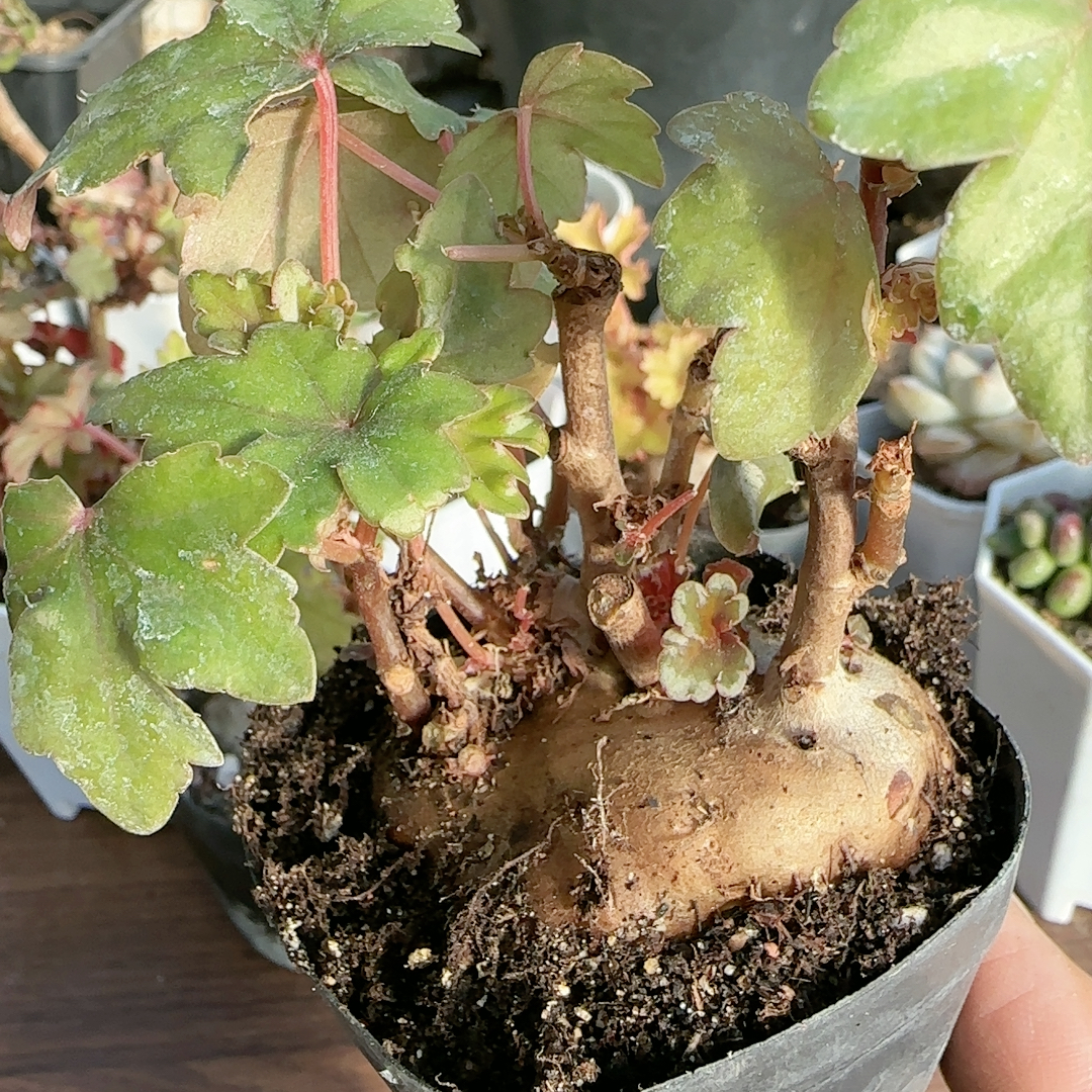 5.1cm开普敦秋海棠