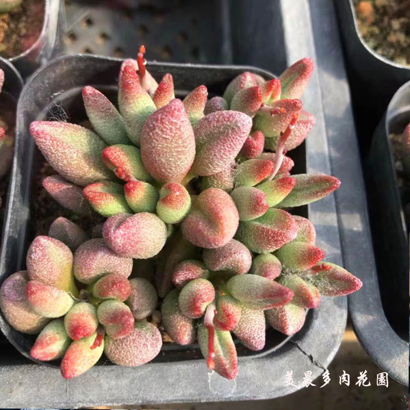 多肉植物水泡小红嘴多头群生花卉绿植盆栽创意阳台组合趣味