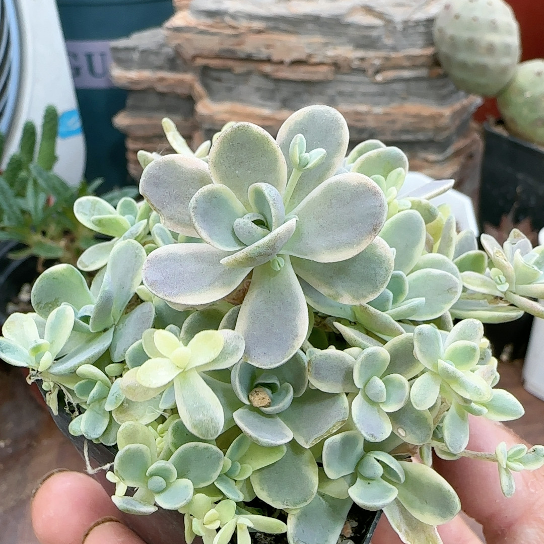 子持莲花锦