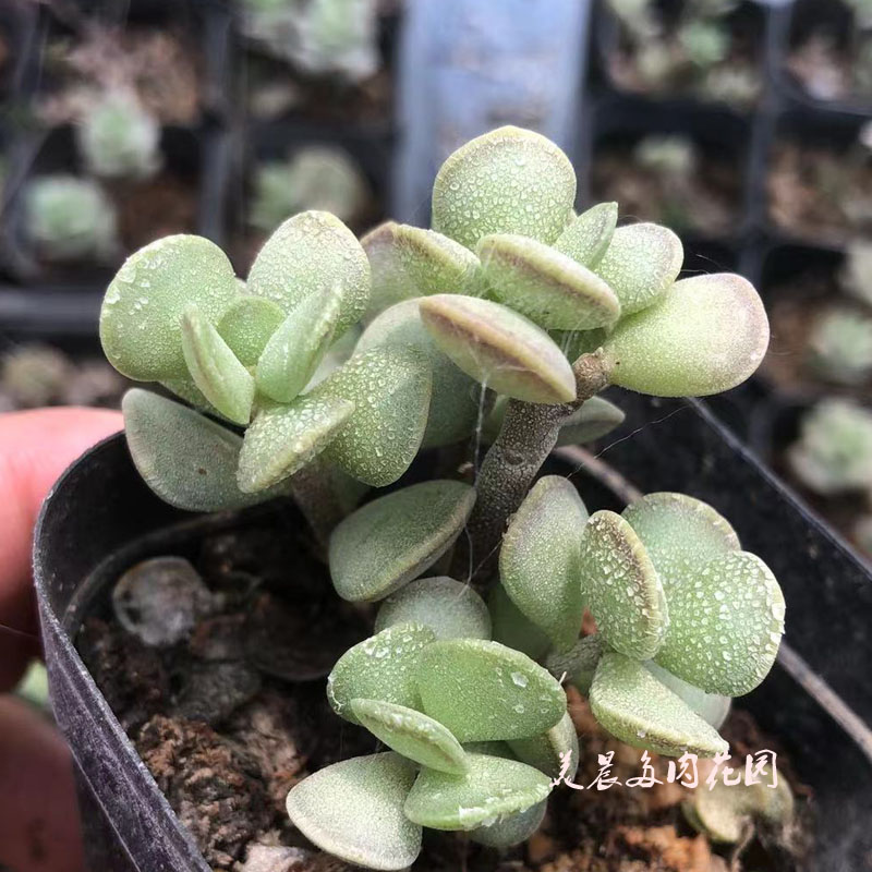 多肉植物豆丁水泡花卉绿植盆栽创意生活新手套餐阳台可爱萌