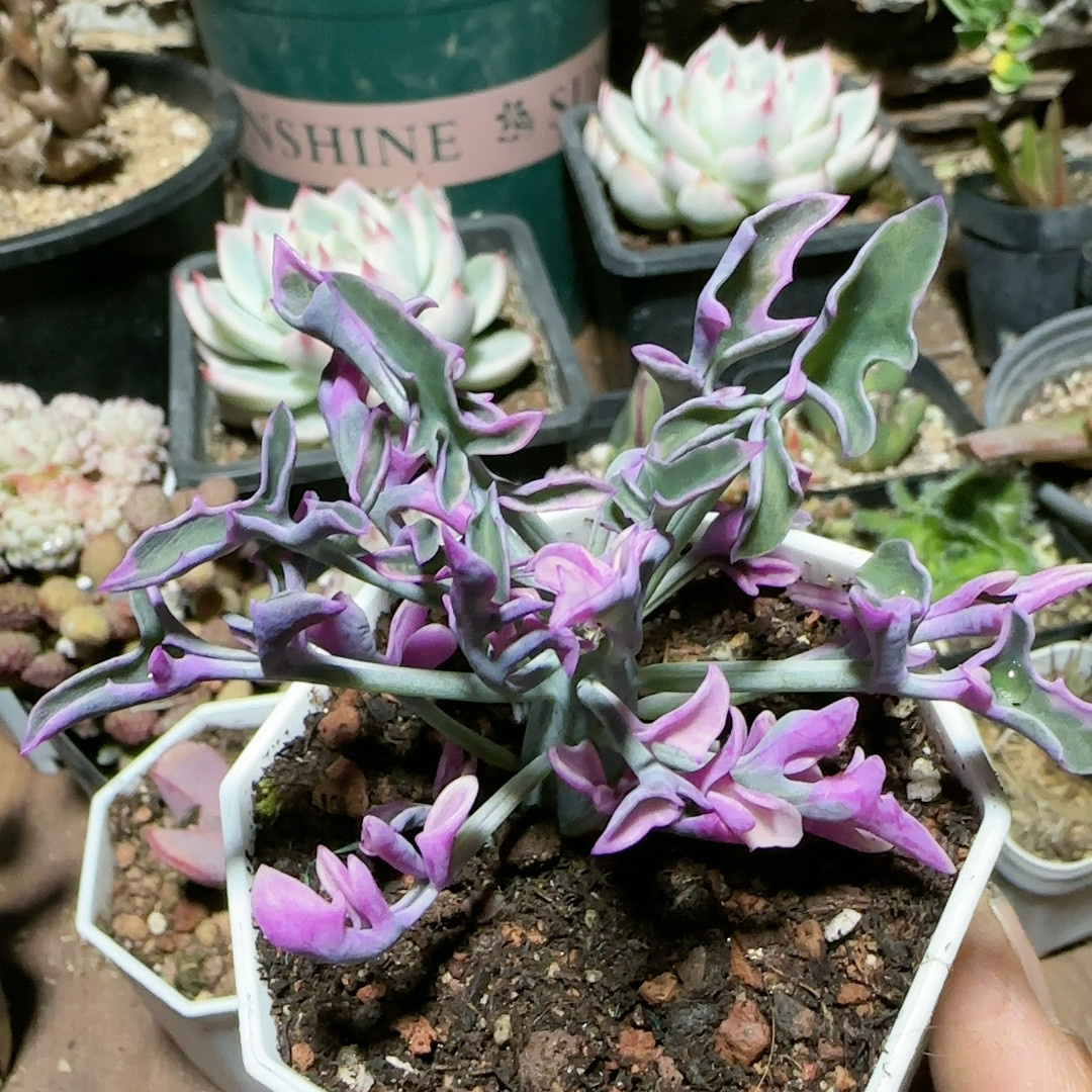 七宝树锦,鲜花速递/花卉仿真/绿植园艺,多肉植物,淘宝优惠券,粉丝福利购,淘宝优惠卷