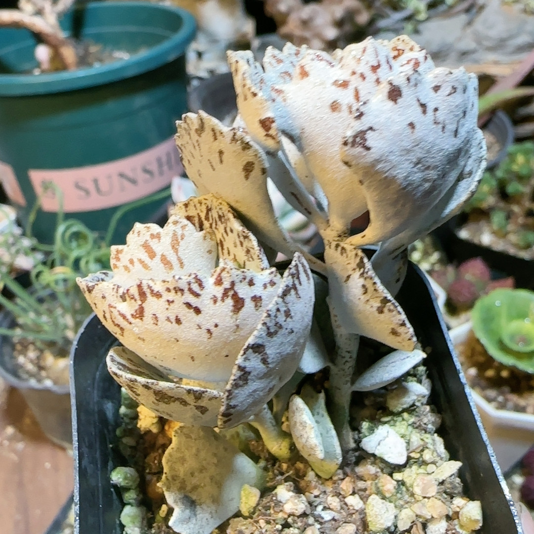 白雀扇2头桩,鲜花速递/花卉仿真/绿植园艺,多肉植物,淘宝优惠券,粉丝福利购,淘宝优惠卷