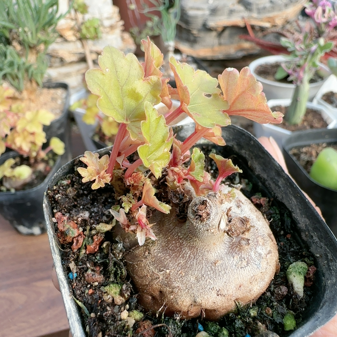 4.3cm5年开普敦秋海棠