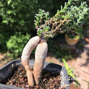 多肉植物姬红小松块根五年花卉绿植盆栽创意生活新手套餐阳台可爱