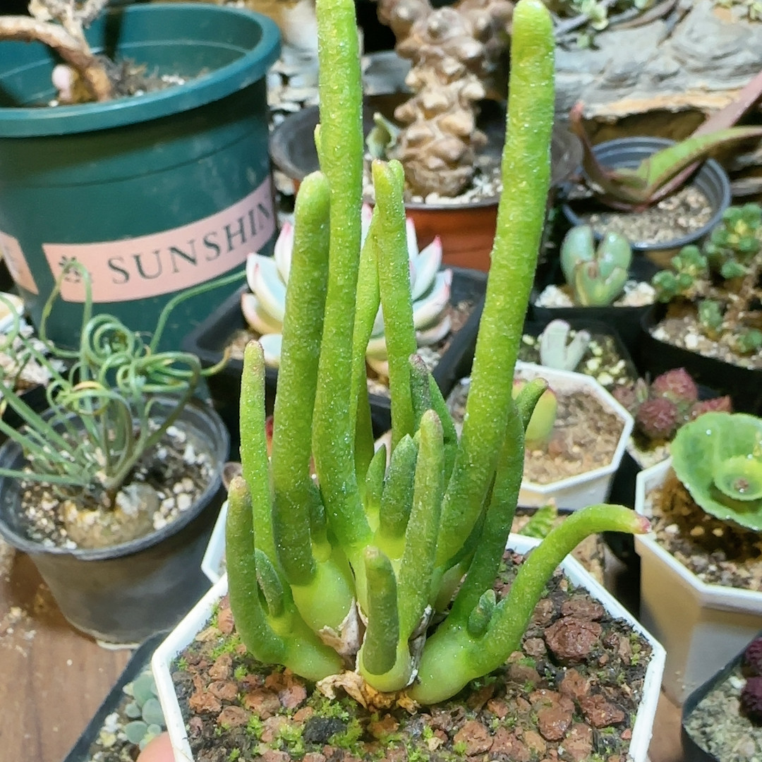 碧光环,鲜花速递/花卉仿真/绿植园艺,多肉植物,淘宝优惠券,粉丝福利购,淘宝优惠卷