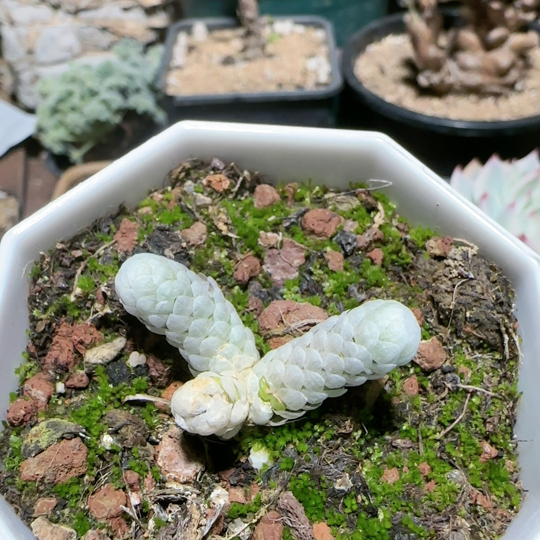 雪蚕,鲜花速递/花卉仿真/绿植园艺,多肉植物,淘宝优惠券,粉丝福利购,淘宝优惠卷