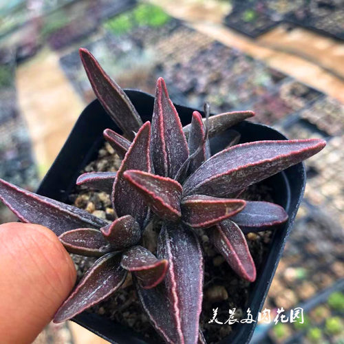 多肉植物黑肌愣叶水泡贵货花卉绿植盆栽阳台庭院创意生活可爱萌物