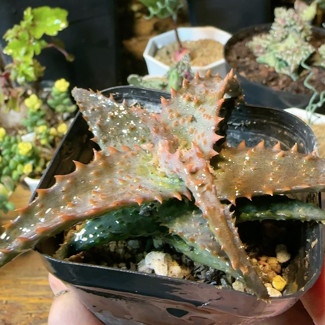 强刺卡萨帝杂交