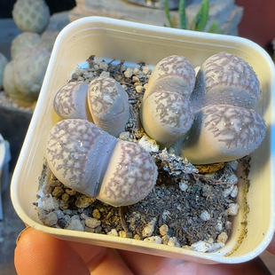 大津汇4头群