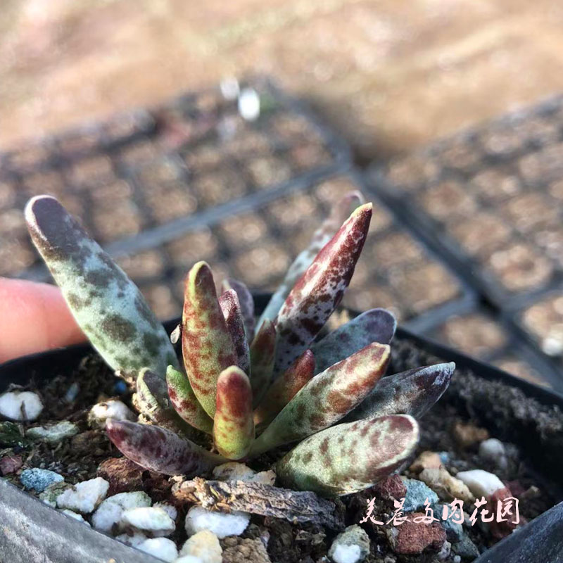 花卉绿植盆栽创意生活新手