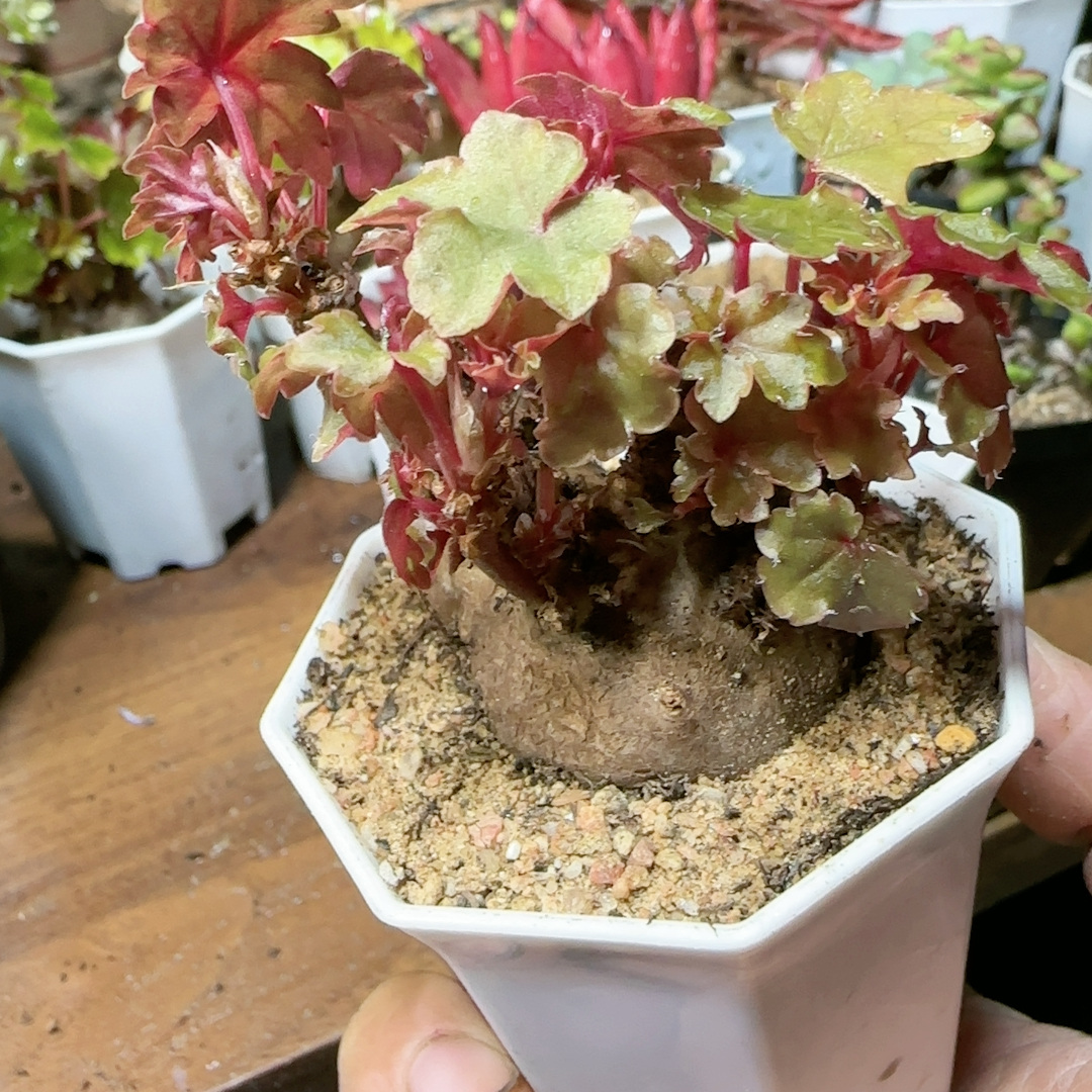 4.3cm开普敦秋海棠