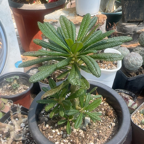 巨琉桑4-5年块根群生桩