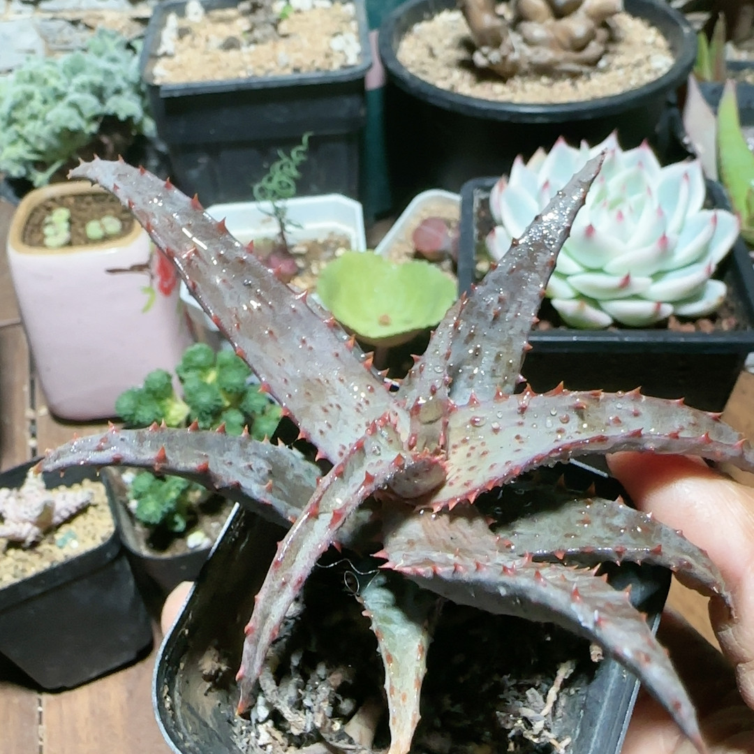 红刺芦荟,鲜花速递/花卉仿真/绿植园艺,多肉植物,淘宝优惠券,粉丝福利购,淘宝优惠卷