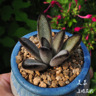 花卉绿植盆栽新手 美晨特价 多肉植物黑巧克力兔多肉29元 包邮