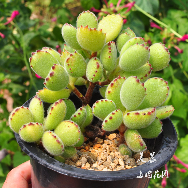 绿植花卉盆栽多肉植物特价