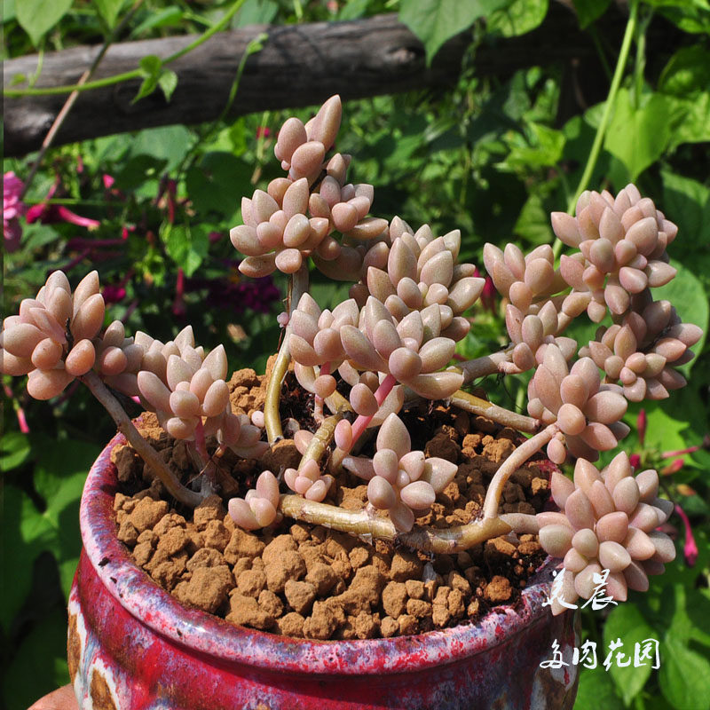 多肉植物姬秋丽多头桩绿植花卉