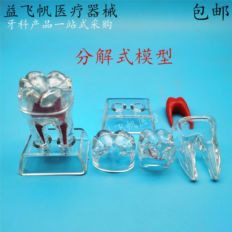 牙科模型单颗牙模型 分解模型 后牙模型 可拆卸 诊所透明牙齿包邮