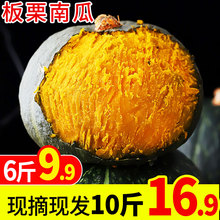 新西兰贝贝南瓜板栗小南瓜6斤板栗味老瓜栗子板粟5农家新鲜带箱10