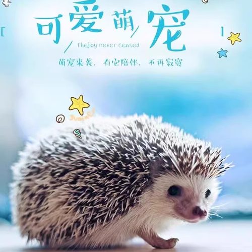 迷你刺猬活物已打疫苗宠物刺猬