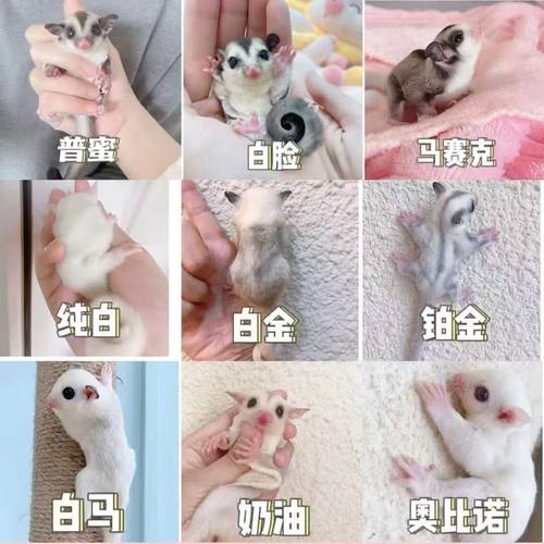 蜜袋鼯活体幼崽白脸马赛克