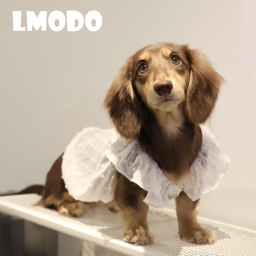 LMODO宠物衣服点点薄纱款小飞袖吊带裙宠物裙子狗狗衣服猫猫服饰