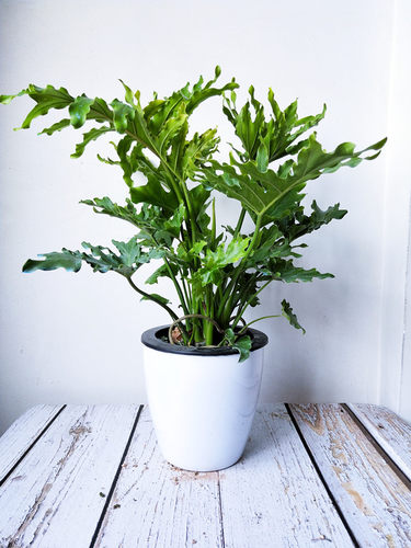 春羽蔓绿绒植物盆栽室内防辐射