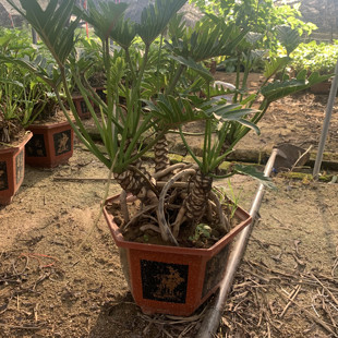 仙羽蔓绿绒 小天使春羽龙鳞老桩盆景水培土培室外 室内绿植物盆栽