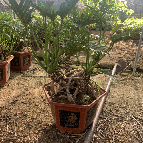 仙羽蔓绿绒小天使老桩盆景室外