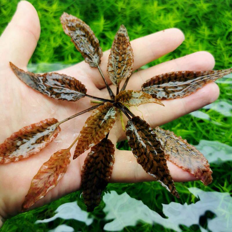 黄底虎纹椒草虎纹椒虎斑椒虾缸无需co2真水草造景自养水下叶 包邮