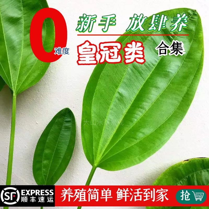皇冠水草阿根廷美利可针叶皇冠乌拉圭无需co2 缸造景挺水植物新手