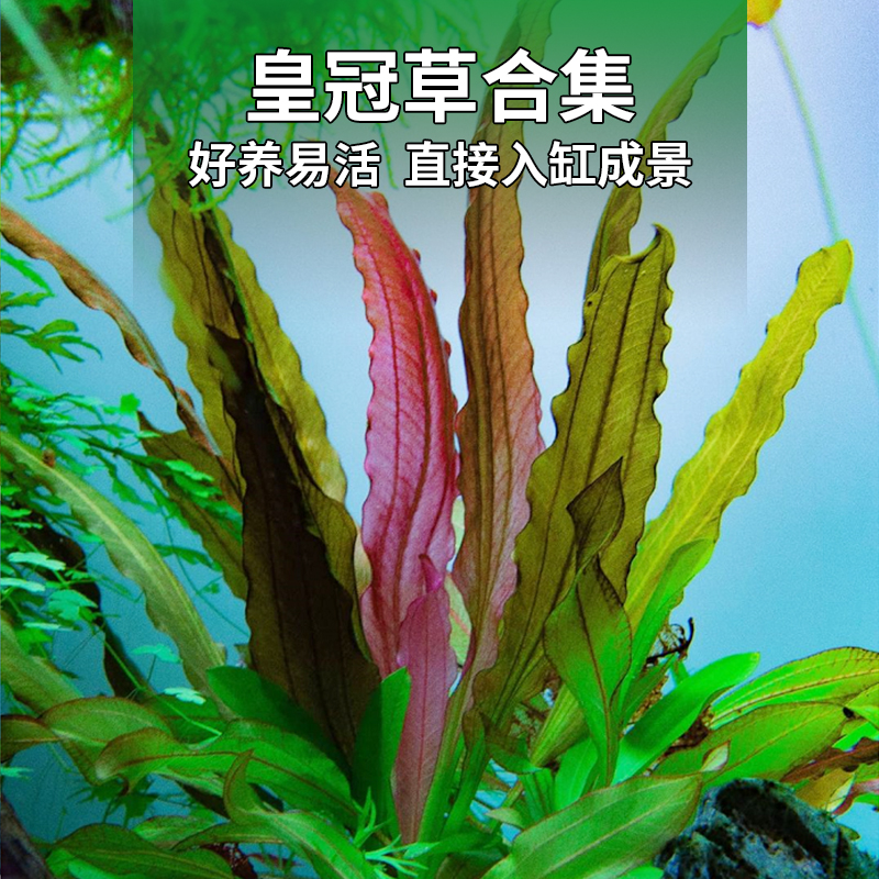 皇冠水草无需二氧化碳挺水植物
