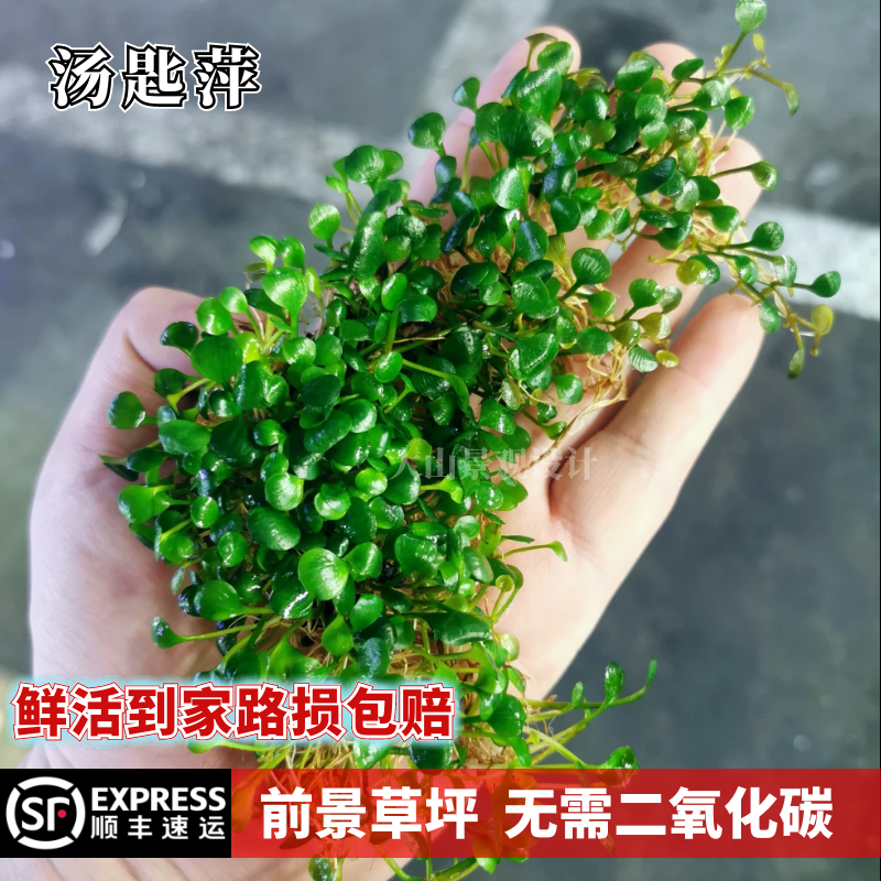 汤匙萍迷你汤勺萍趴地矮珍珠前景水草水下叶淡水阴性无需二氧化碳