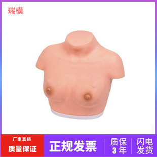 高级乳腺视诊与触诊模型 乳房检查模型 医学教学用训练模型