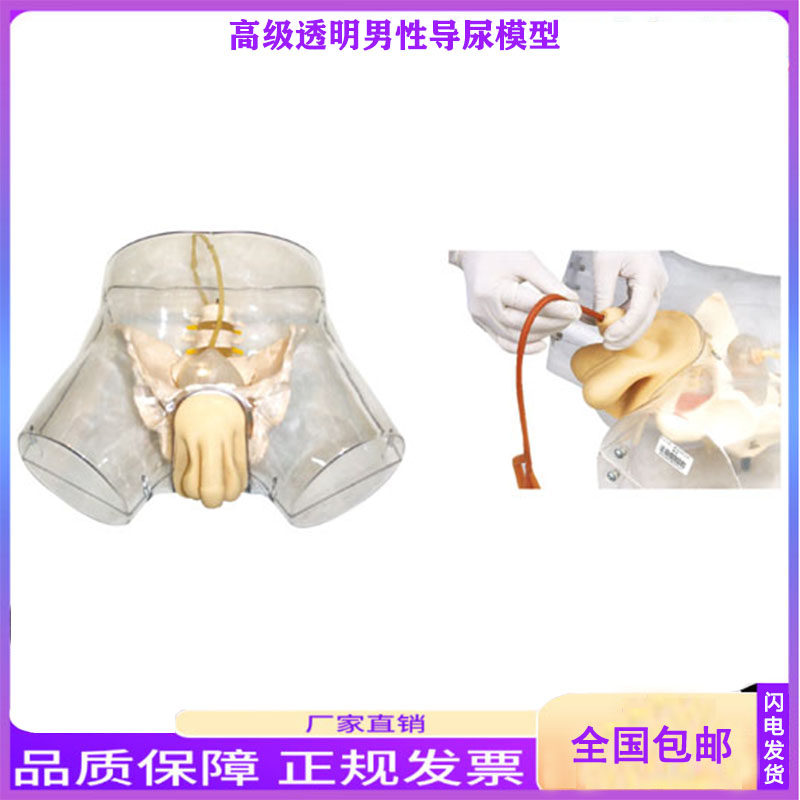 男性透明导尿模型 男性导尿插尿管操作模型 医学用教学技能培训