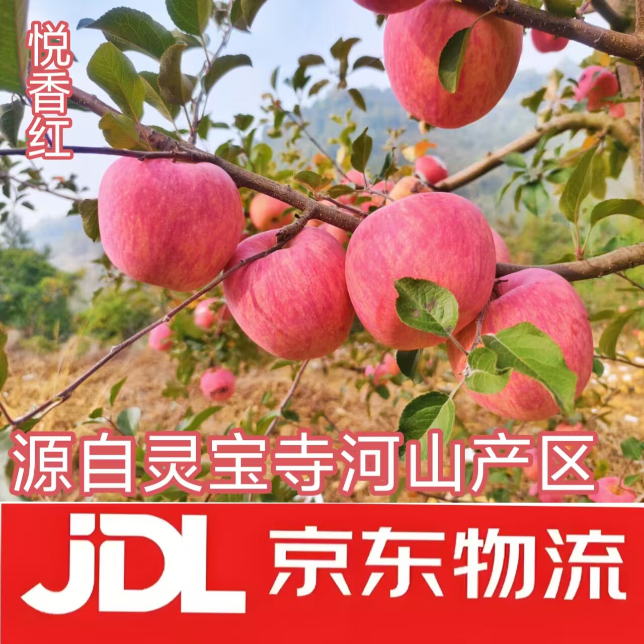 灵宝寺河山富士苹果脆甜多汁营养