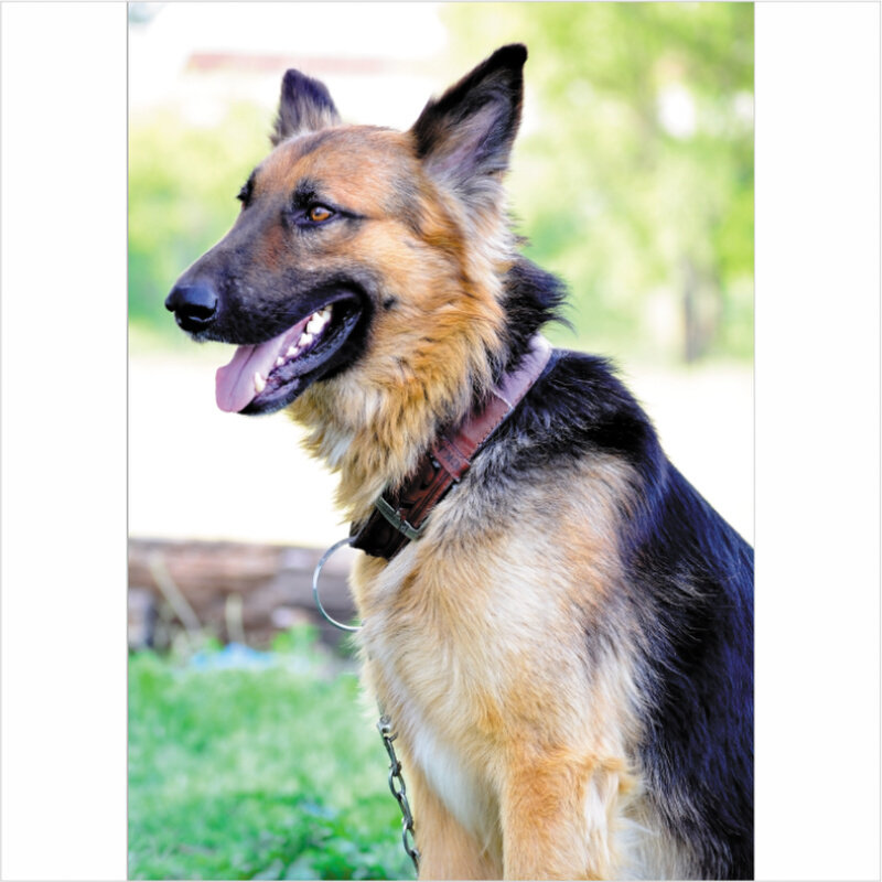 警犬德国牧羊犬j海报宠物图客厅走廊墙壁装饰画贴画狼狗贴纸竖版