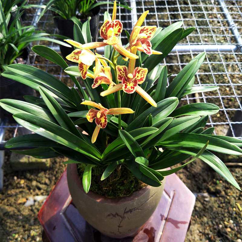 红蝴蝶矮种兰花苗浓香宽叶小花盆栽室内 四季常绿 好养兰花 阳台