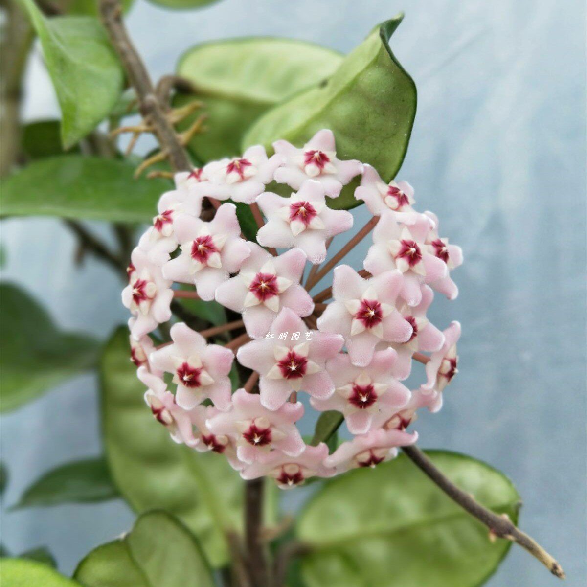 克林克球兰(扁豆叶球兰)Hoya carnosa var.krinkle原盆大苗球兰_虎窝淘