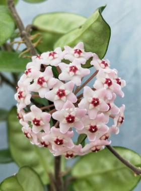 克林克球兰（扁豆叶球兰）Hoya carnosa var.krinkle原盆大苗球兰