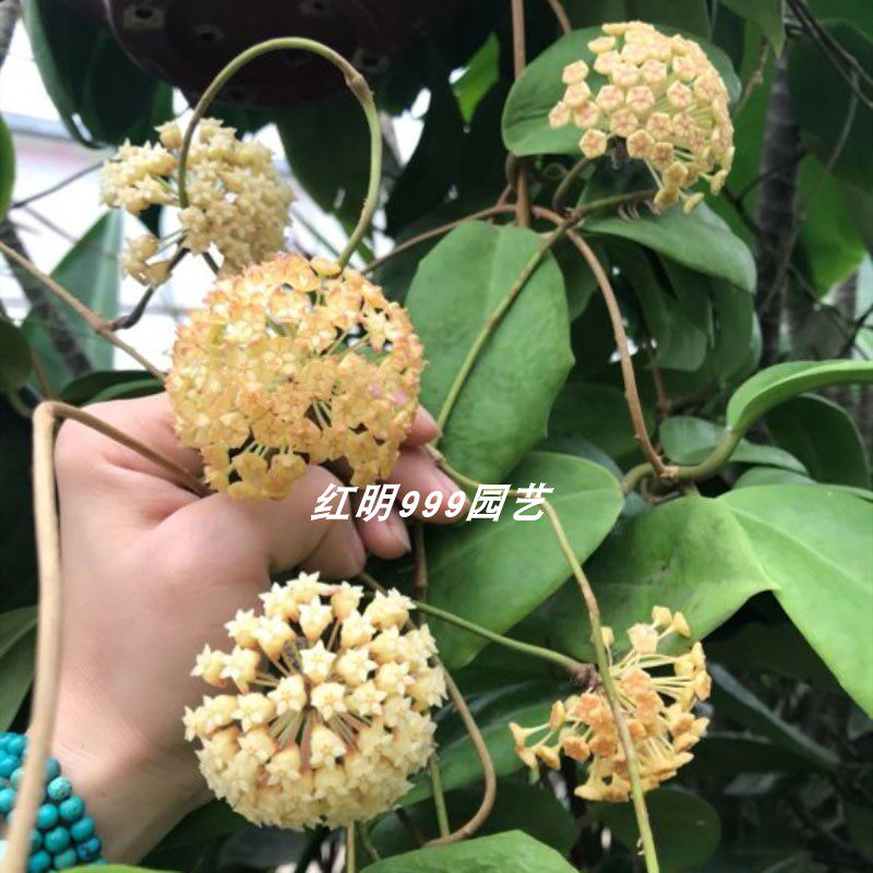 厚冠球兰大苗hoya incrassata室内绿植阳台花卉垂吊植物攀爬垂吊