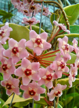 三色球兰 Hoya carnosa out 大苗带花球兰 绿叶外锦球兰 爬藤植物