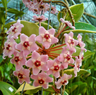 三色球兰 Hoya carnosa out 大苗带花球兰 绿叶外锦球兰 爬藤植物