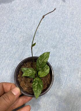 亥奎球兰/斑叶粗柄 (Hoya Crassipetiolata Splash) 亥葵球兰