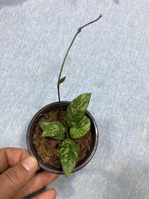 亥奎球兰/斑叶粗柄 (Hoya Crassipetiolata Splash) 亥葵球兰